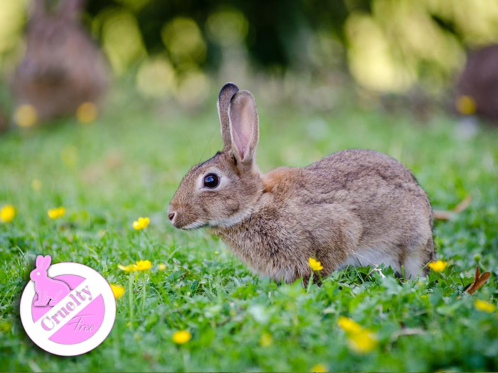 cruelty free belgesi