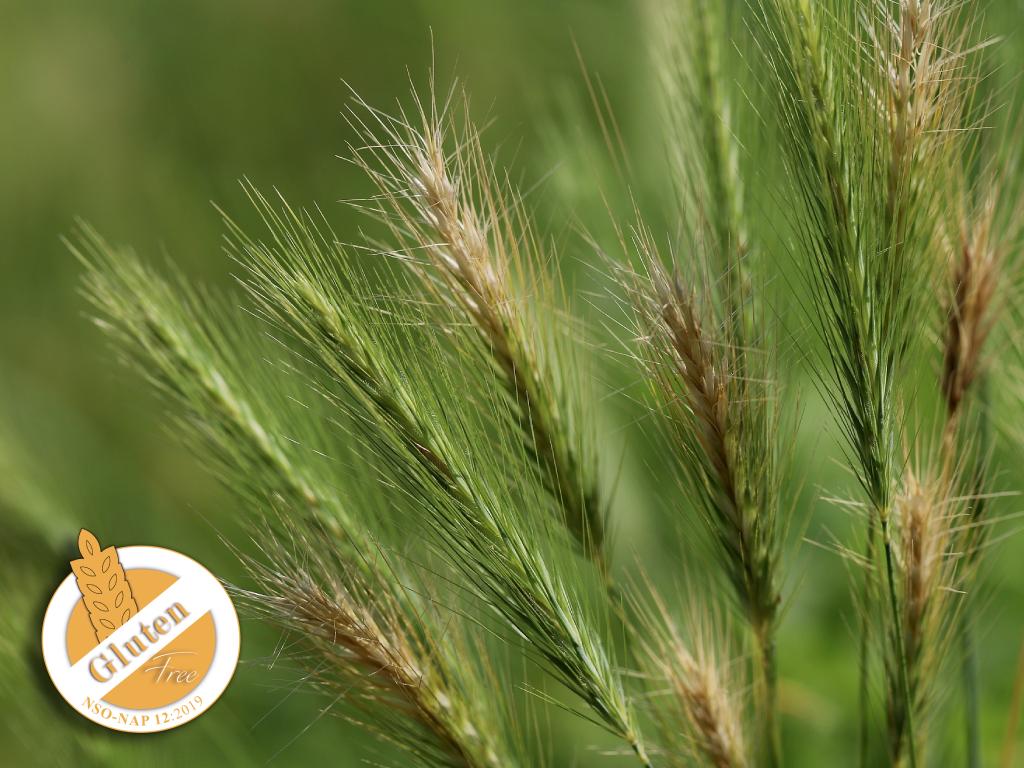 gluten free belgesi